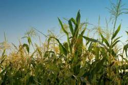 The In View Series Featuring Larry King Will Present a New Series on Agriculture